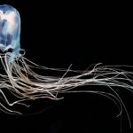 los animales más peligrosos del mar »’