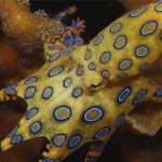 los animales más peligrosos del mar»»