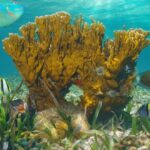 coral de fuego
