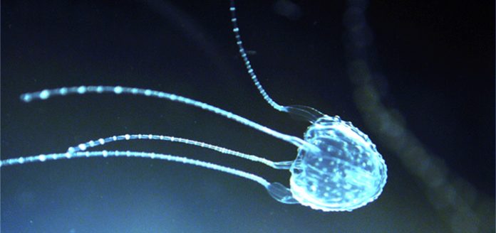 Medusa Irukandji 4 Curiosidades del animal que te hace sentir morir