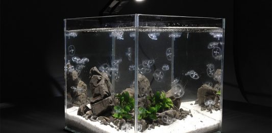medusas de agua dulce