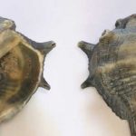 Nacidos en Púrpura o Porfirogénetas. ¿Quiénes eran estos hijos reales?