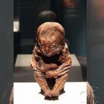 La historia del Niño Detmold, una de las momias más antiguas del mundo