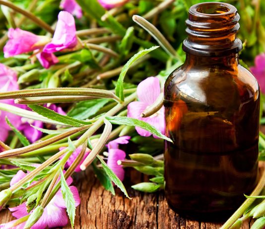 Qué son las flores de Bach | 4 curiosidades de esta terapia con flores que son las flores de Bach
