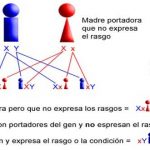 Reina Victoria y hemofilia | ¿Cómo afectó a todos sus descendientes?