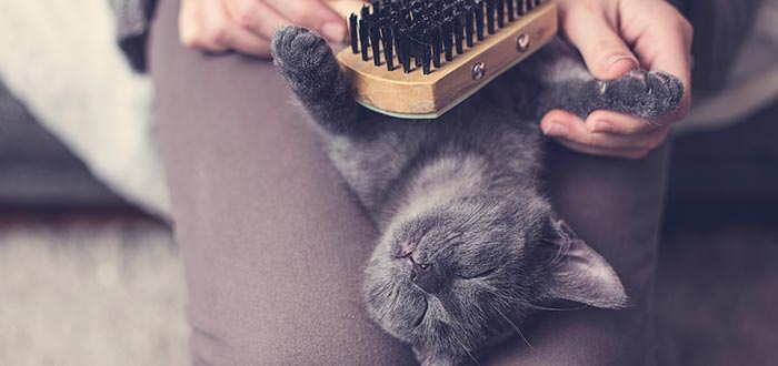 Cómo saber si tu gato se encuentra mal, pelaje brillante o no
