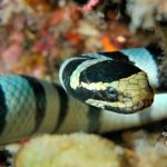 los animales más peligrosos del mar
