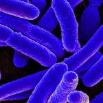 tierra bola de nieve »’