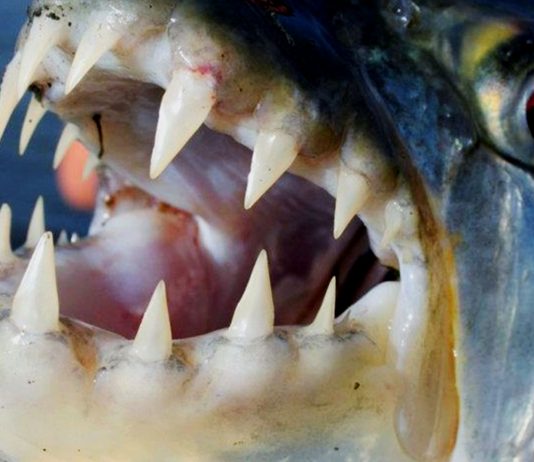 7 Peces que cazan animales NO marinos | Criaturas terrestres… ¡temblad! 7 Peces que cazan animales NO marinos | Criaturas terrestres... ¡temblad!