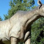 Paraceratherium ‘