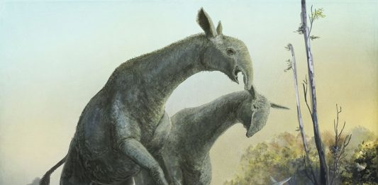 Paraceratherium