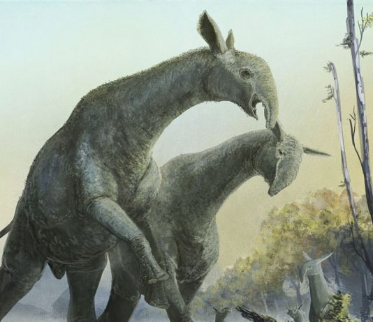 Paraceratherium