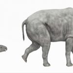 Paraceratherium 66