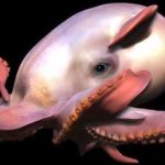 animales acuaticos raros 3