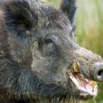 animales agresivos 0