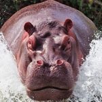 animales agresivos’