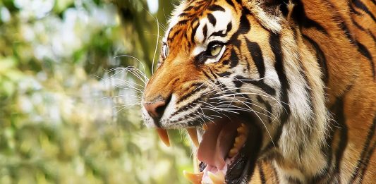 10 animales agresivos de la naturaleza | ¡Vigila y respétalos! animales agresivos