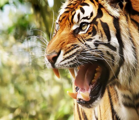 10 animales agresivos de la naturaleza | ¡Vigila y respétalos! animales agresivos