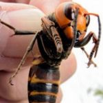 animales agresivos ¡