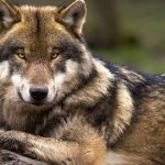 animales agresivos0¡