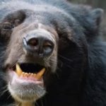 animales agresivos¡3