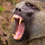 animales agresivos¡7