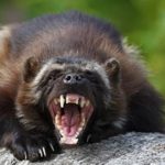 animales agresivos¡e