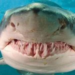 animales agresivso¡