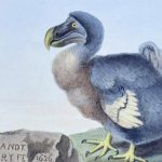 animales extintos raros »