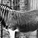 animales extintos raros 9