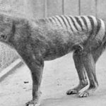 animales extintos raros12