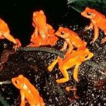 animales extintos raros3