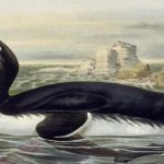 animales extintos raros5