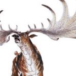 animales extintos raros8