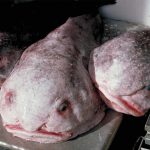 animales marinos raros