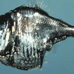 animales marinos raros»