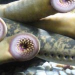animales marinos raros»’