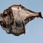 animales marinos raros