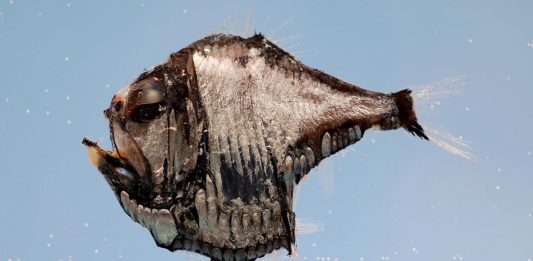 10 animales marinos raros que quizás no conocías | ¡Alucinantes! animales marinos raros