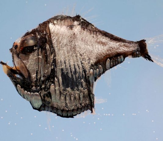 10 animales marinos raros que quizás no conocías | ¡Alucinantes! animales marinos raros