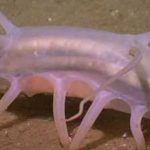 animales marinos raros’0