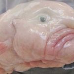 animales marinos raros0