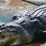 animales marinos raros00