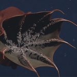 animales marinos raros000