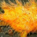 animales marinos raros»3