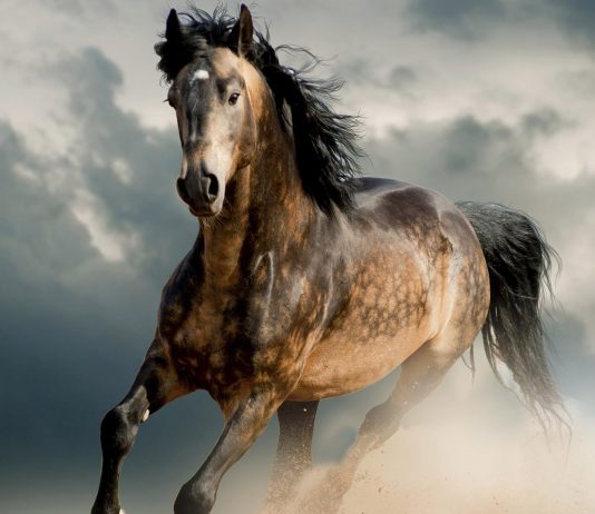 Caballos gigantes de la naturaleza | ¡Te impresionarán! caballos gigantes
