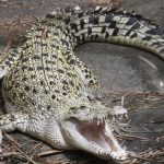 cocodrilo de agua salada