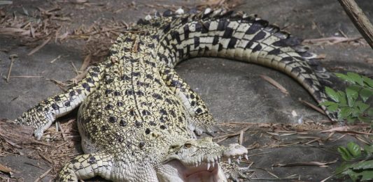 cocodrilo de agua salada