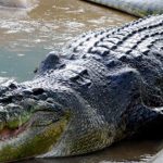 cocodrilo de agua salada0