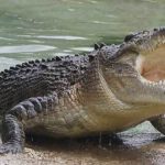 cocodrilo de agua salada5